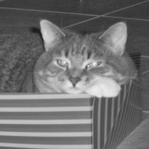 Meet your Posher, Rose